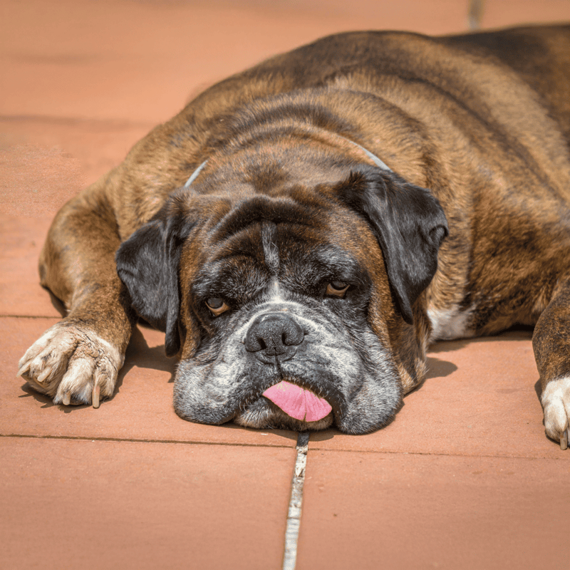 Dog lying on floor, tired and exhausted.