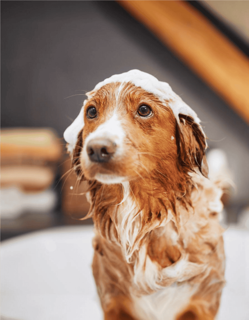Happy dog getting a bath, enjoying grooming and pet care services for a clean, healthy dog.