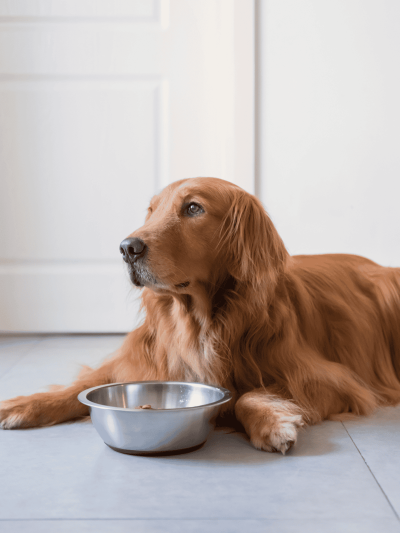 Alt text: Golden retriever lying on floor with empty food bowl in front of it.