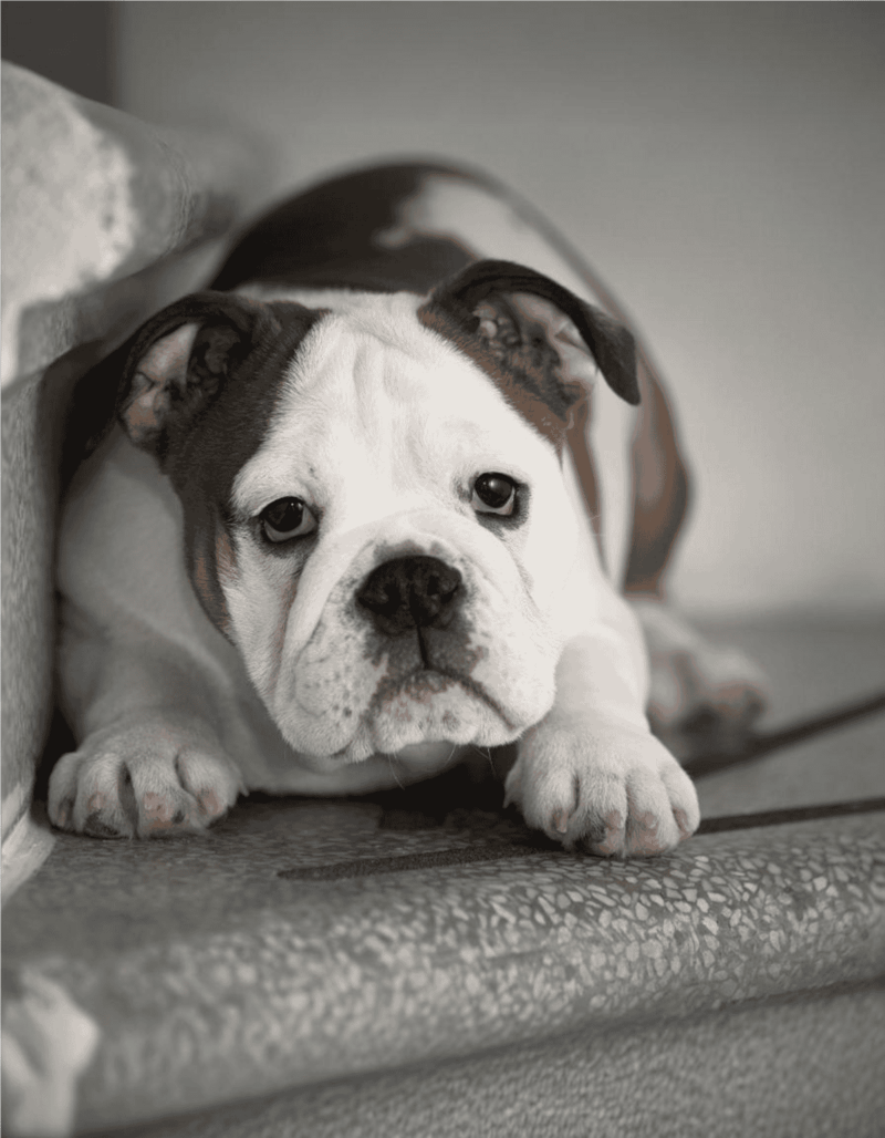 Adorable bulldog puppy resting on couch, black and white, cute dog image, pet care, dog grooming, dog health, pet adoption.