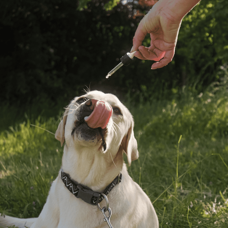 Dog receiving vaccine shot outdoors for health protection.