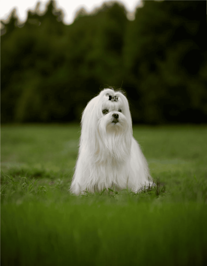 Adorable Maltese dog with long silky white fur, sitting in a grassy outdoor area.