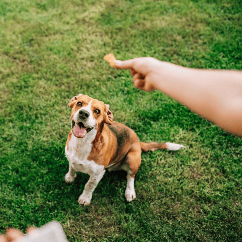 Happy dog with a stick outdoors in the park.