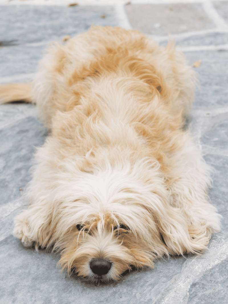 Adorable light-colored puppy lying on stone ground, showcasing cute, fluffy fur and relaxed pose. Perfect for dog-loving audiences.