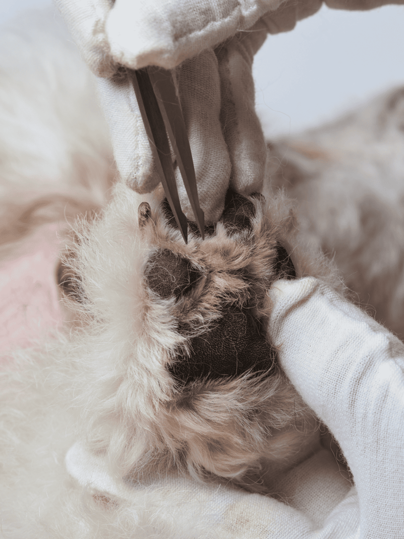 Dog nail trimming, grooming tools, pet health care, professional grooming services.