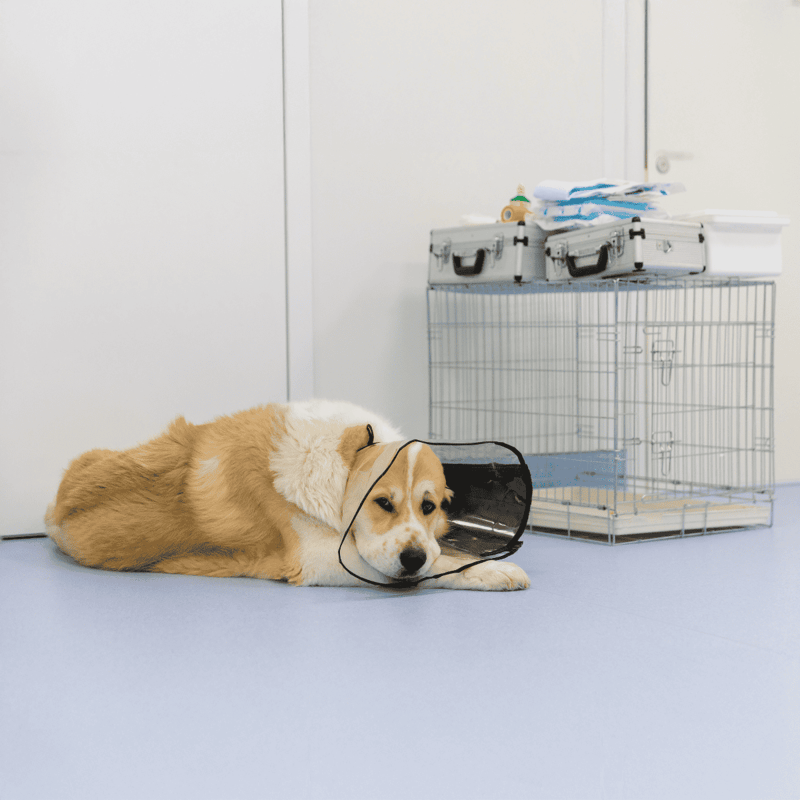 Dog lying with cone collar and crate, veterinary supplies in background, pet care essentials.