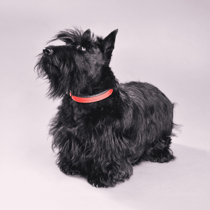 Scottish Terrier with black fur and red collar, posed for a photo.