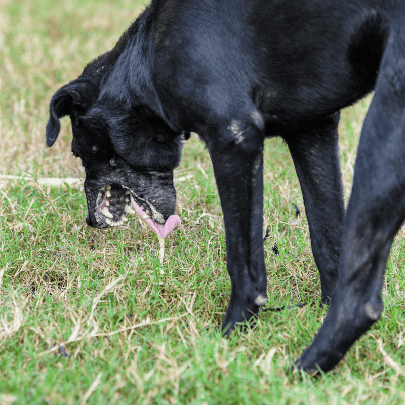 Black dog sniffing grass in a park setting.