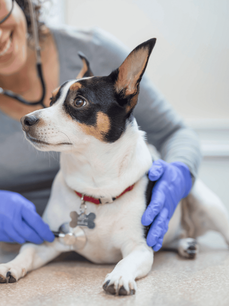 Dog at vet exam, pet health, veterinary care, dog wellness check.