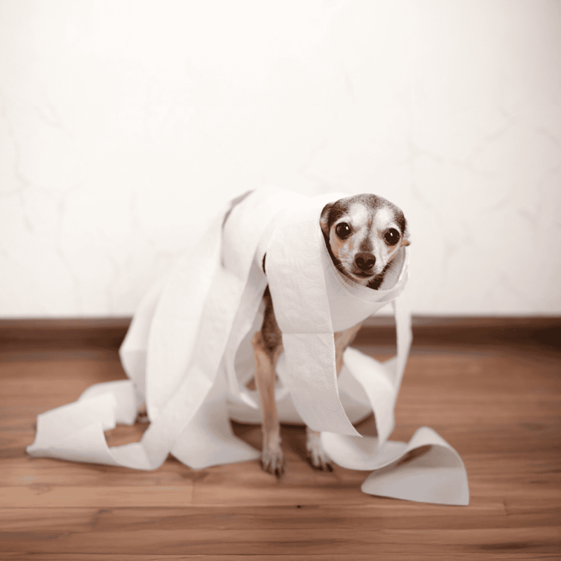 Cute dog wrapped in toilet paper for playful pet comfort and hygiene.