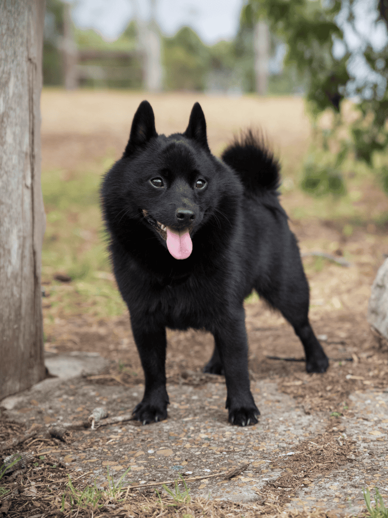 Cute black puppy standing outdoors on dirt trail.