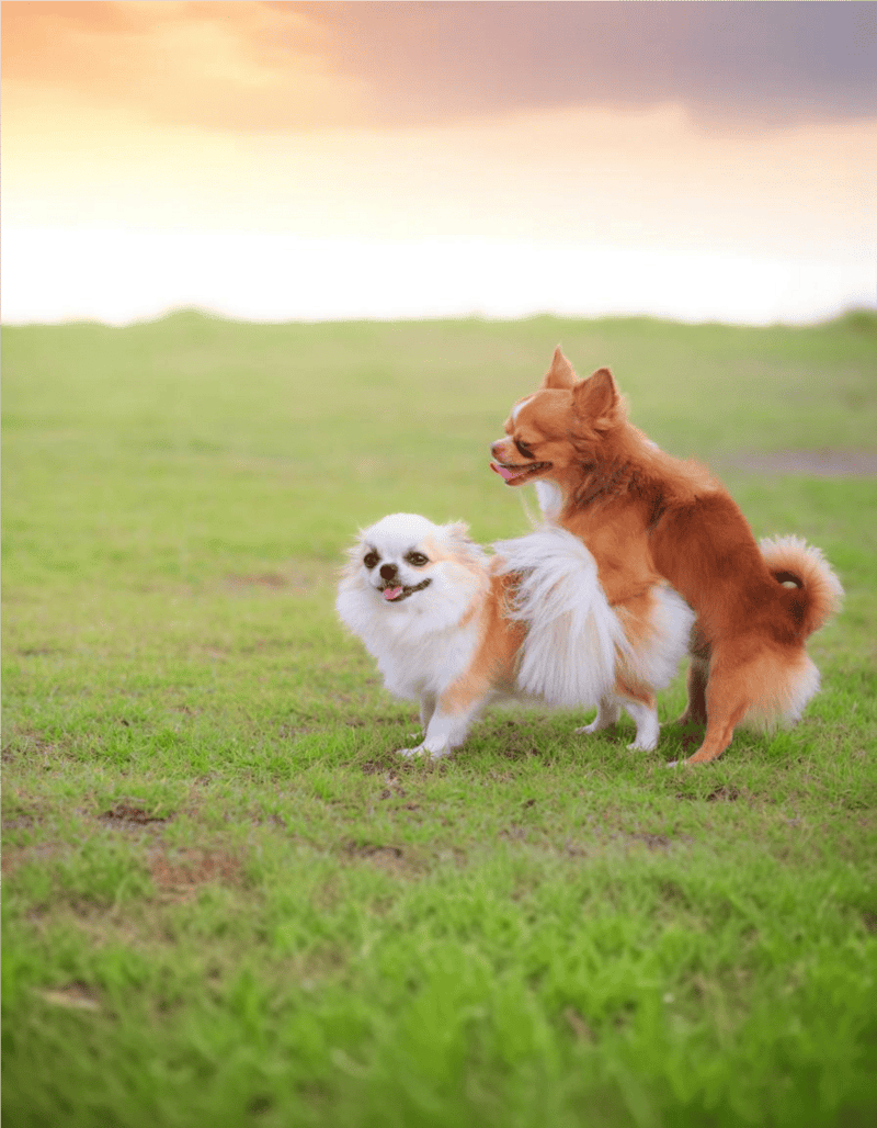 Adorable small dogs playing together outdoors in a lush green field. Perfect for pet lovers and dog care enthusiasts.