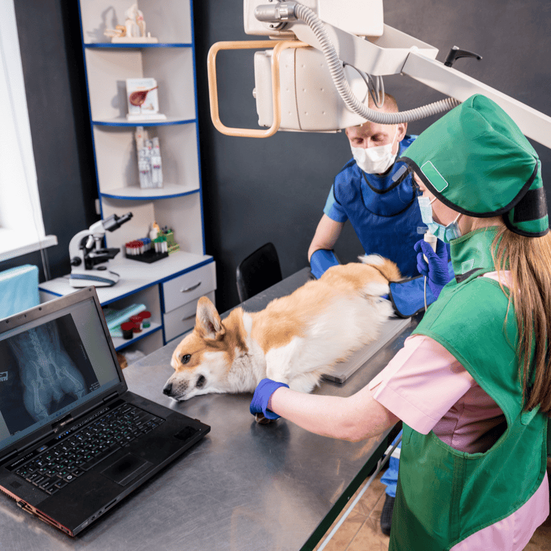 Veterinary team performing X-ray imaging on a dog at an animal clinic.