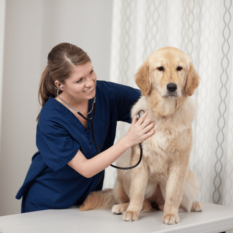 Dog health examination by veterinarian using stethoscope.