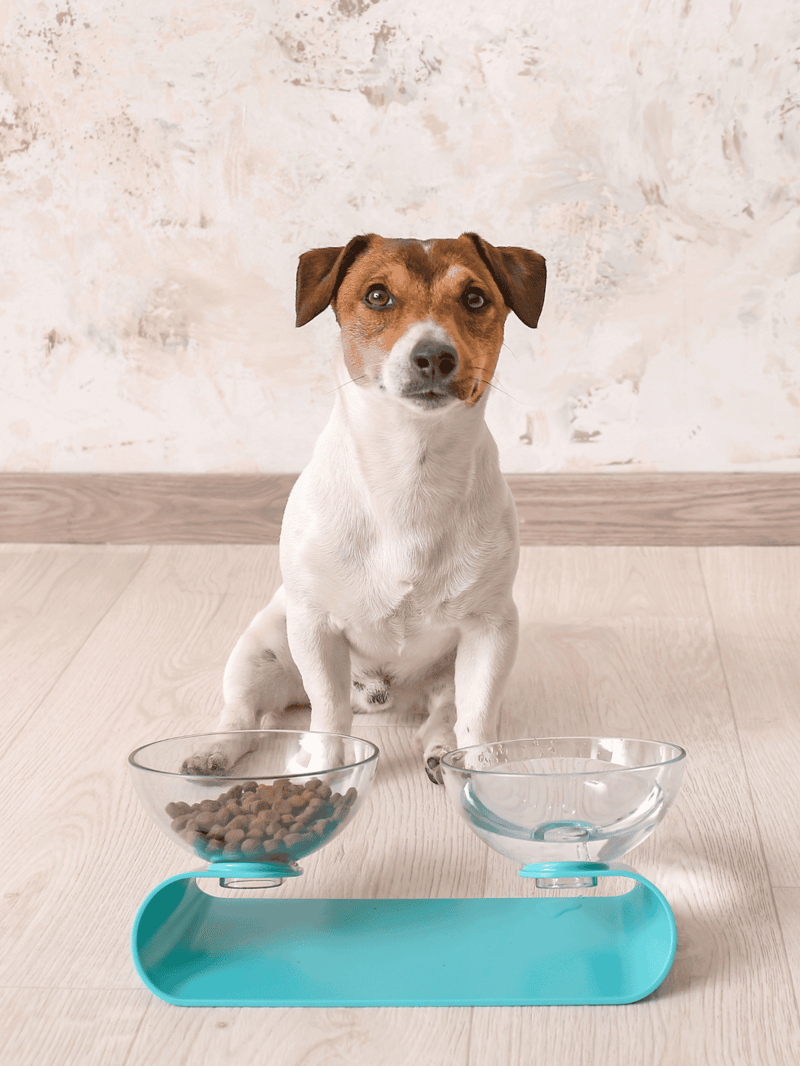 Adorable Jack Russell Terrier puppy sitting in front of food and water bowls.