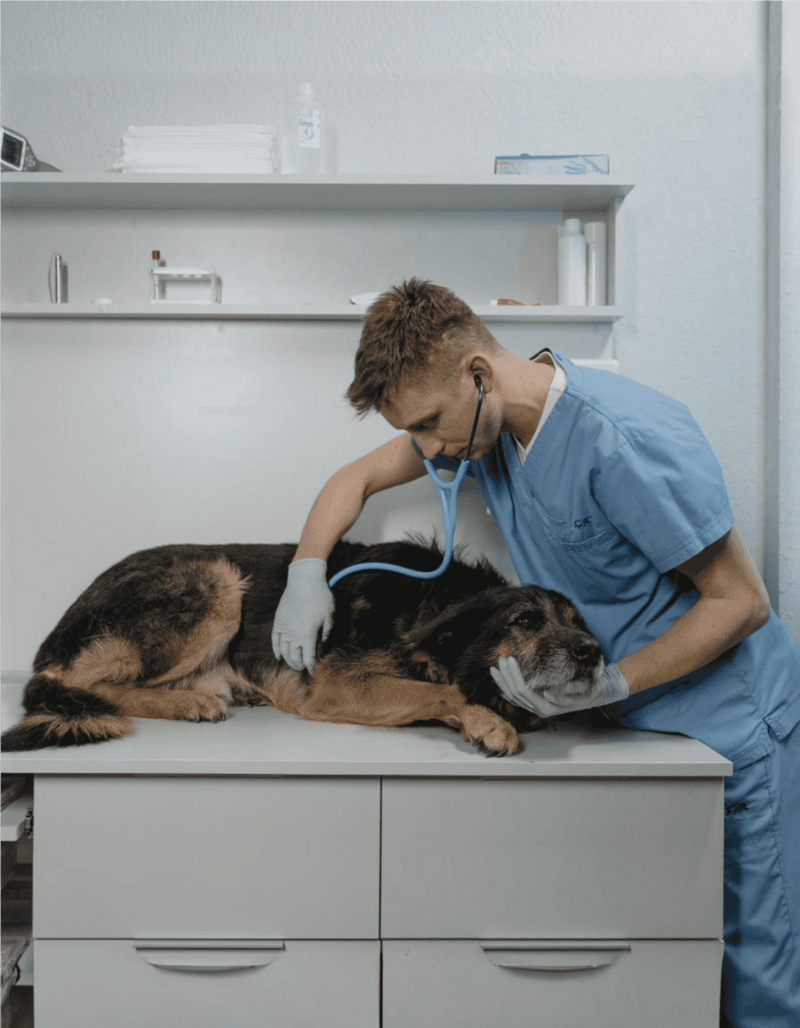 Vet examining a dog with stethoscope at veterinary clinic.