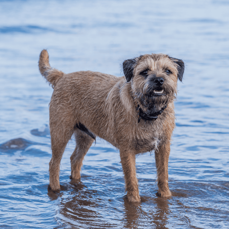 Playful dog enjoying swimming in the water.