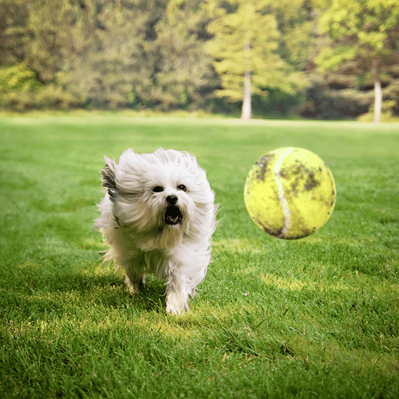Dog chasing tennis ball outdoors on green grass.