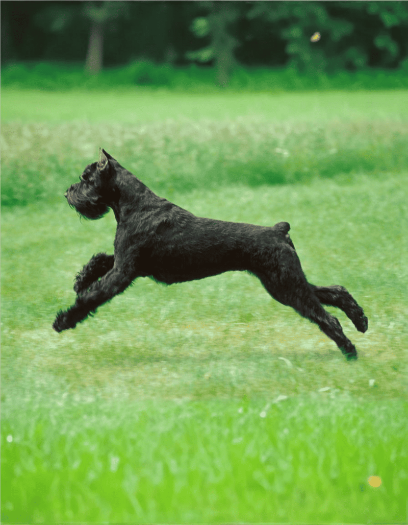 Black Scottish Terrier dog running on green grass in park.