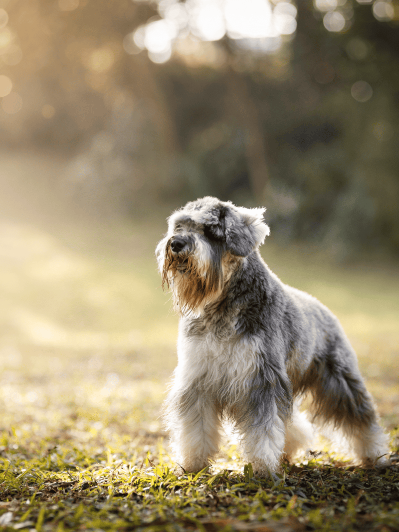 Dog grooming Schnauzer in natural outdoor setting with warm sunlight.
