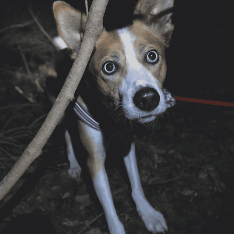 Cute puppy with blue eyes hiding behind a stick in the outdoors.