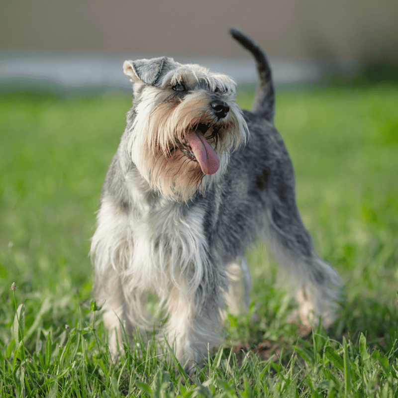 Adorable Schnauzer enjoying playtime outside, showcasing energy and playful personality.
