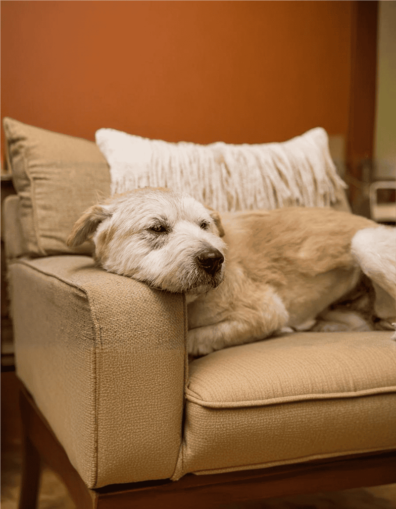 Dog resting comfortably on beige sofa with soft pillows.