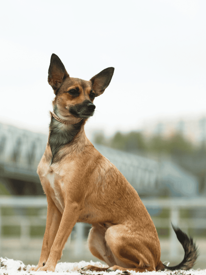 Cute small dog sitting outdoors, gate, ears, alert, brown, black, natural background.