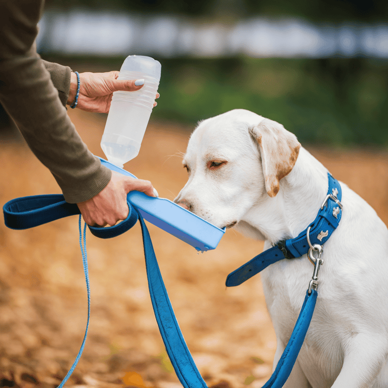 Dog water bottle, portable hydration, outdoor walking, training, pet accessories.
