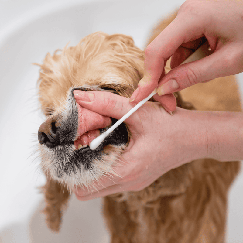 Close-up of a veterinarian cleaning a dog's teeth with a cotton swab during grooming.
