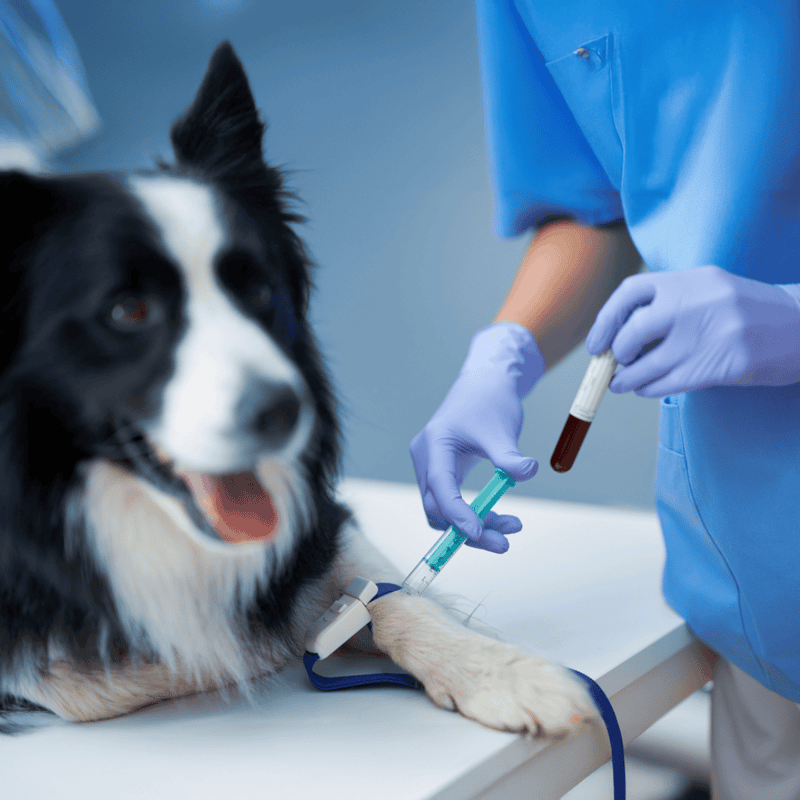 Close-up of a veterinarian drawing blood from a friendly Border Collie.