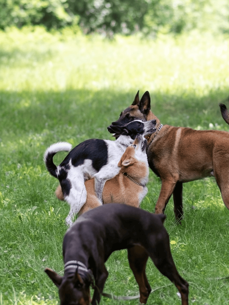 Dogfix.com - Group of playful dogs socializing outdoors, enjoying fresh air and grassy terrain.