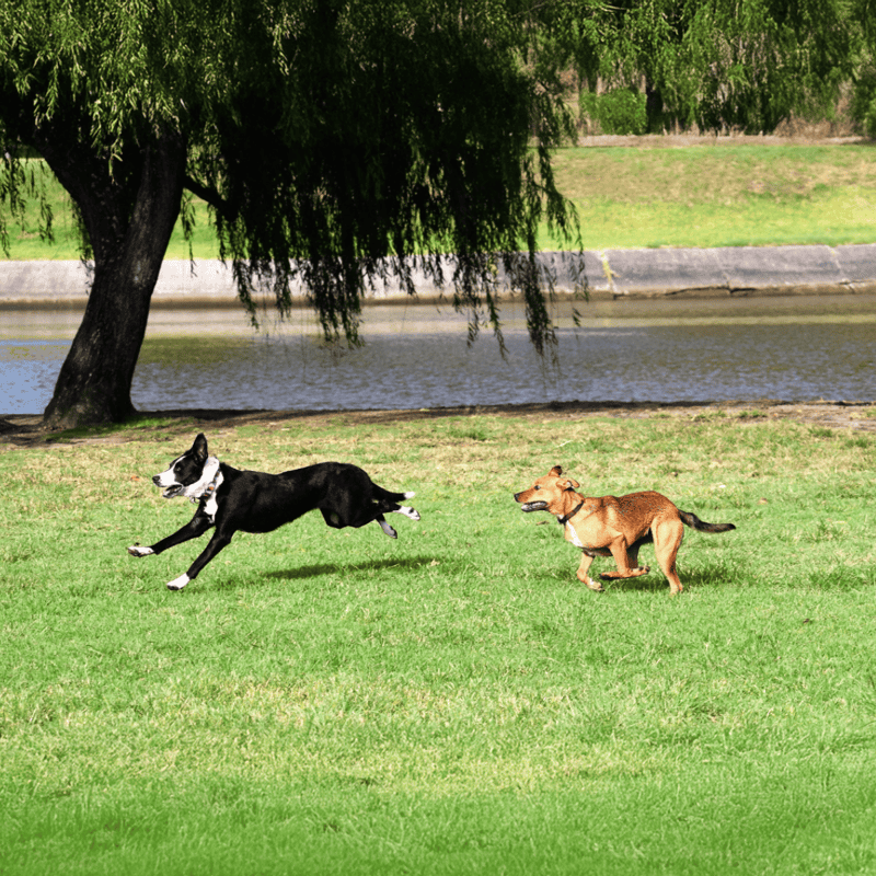 Playful dogs running freely in lush green park near water, showcasing outdoor fun and exercise.