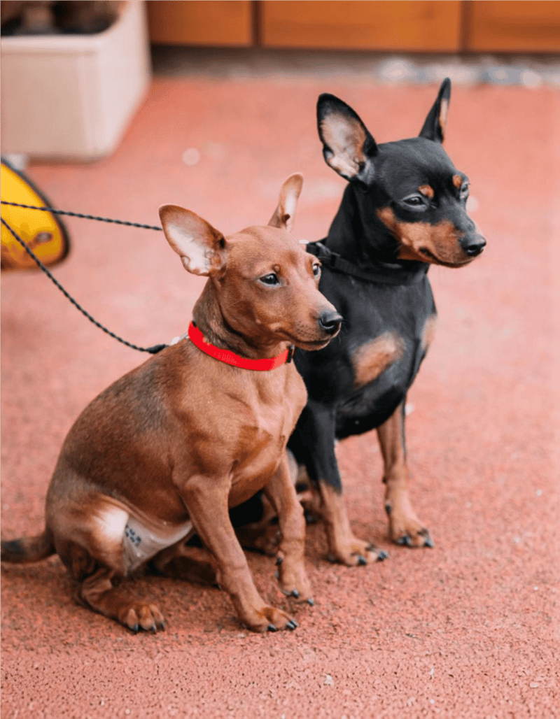 Adorable French Bulldog and Miniature Pinscher sitting together on a red outdoor surface.