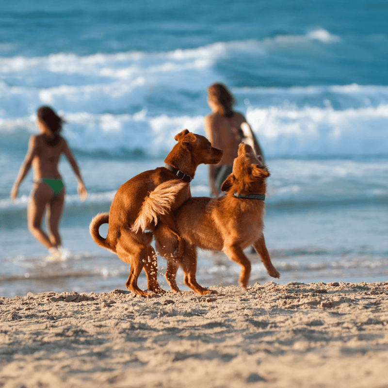 Adorable dogs playing at the beach, splashing in the water while children enjoy the sunny day outdoors. Great for pet-friendly travel.