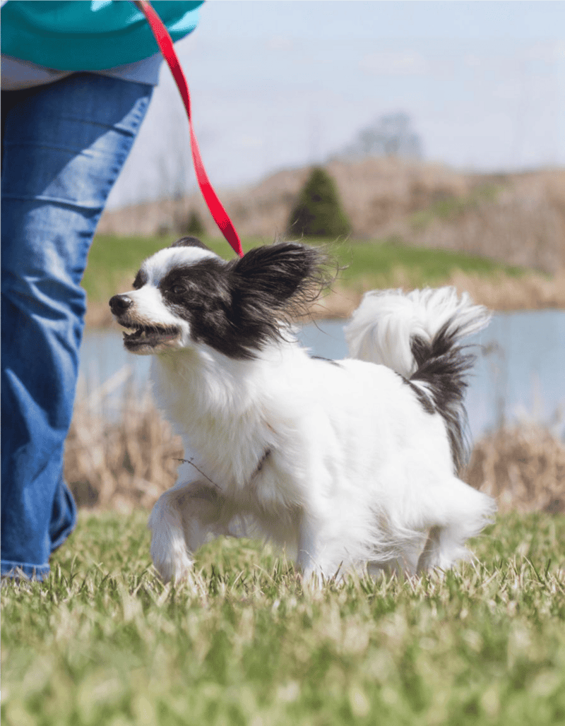 Happy dog enjoying outdoor training and exercise with owner.