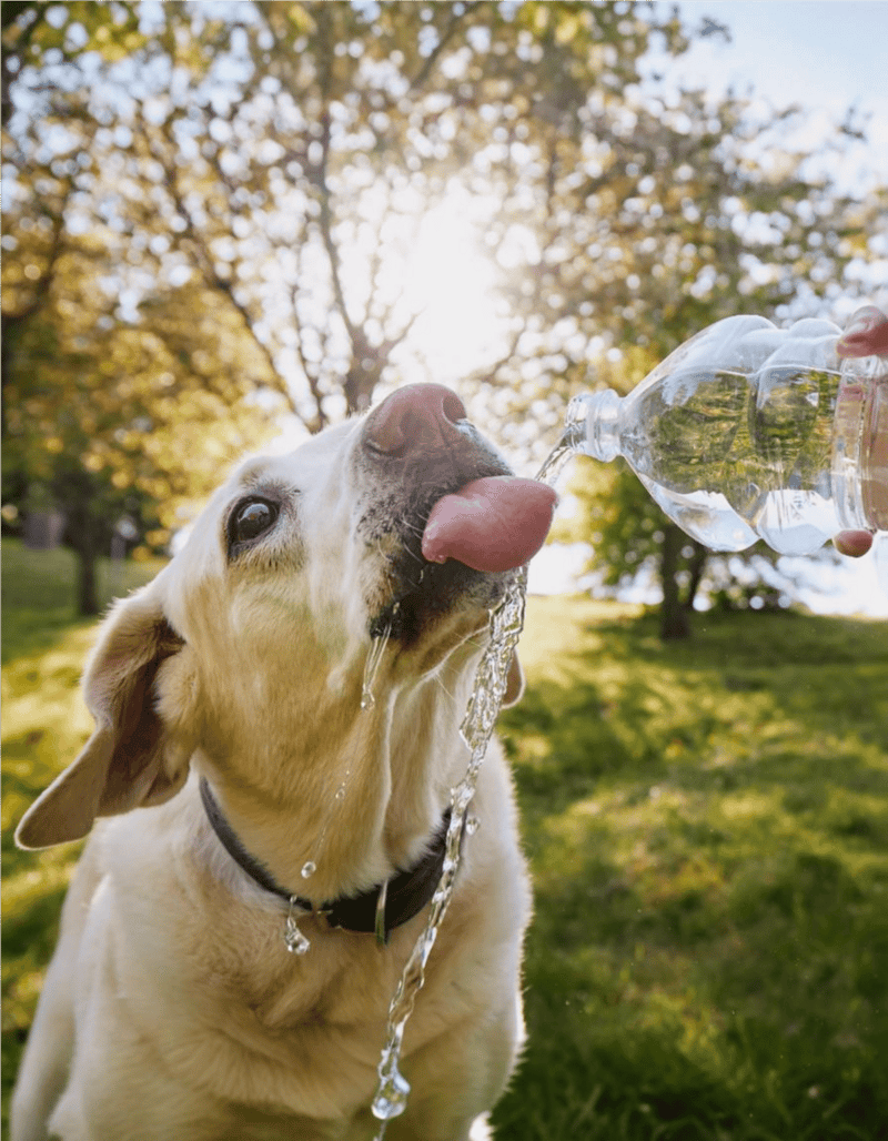 Dog drinking water from a bottle, outdoor support for pet hydration, dog health care.