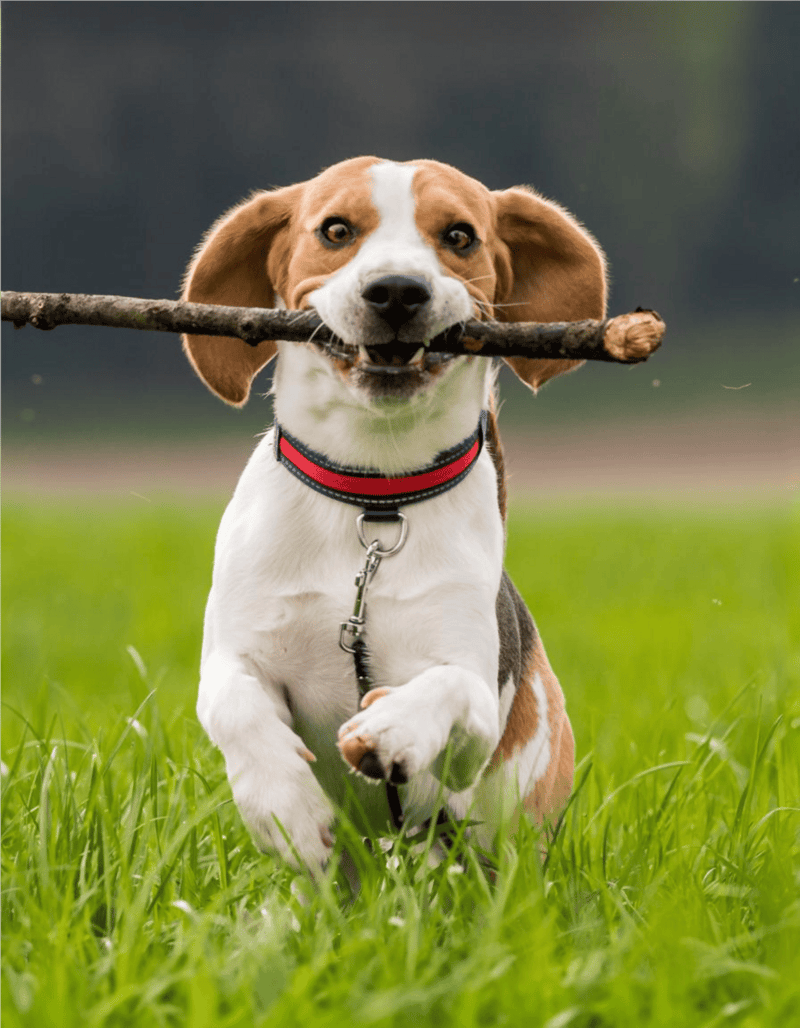 Dog with a stick running on grass, joyful and active in the park.