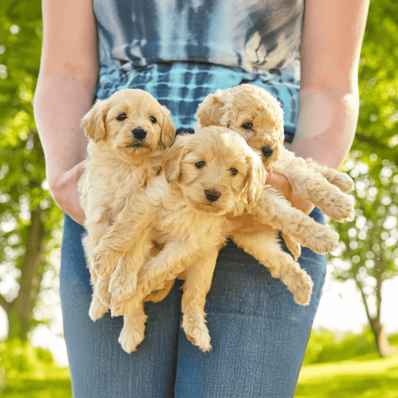 Adorable golden retriever puppies held outdoors, focusing on nurturing and pet care.