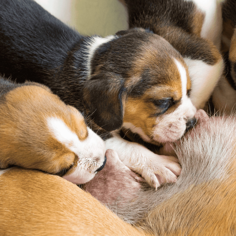 Cute puppies nursing and cuddling arranged closely, showcasing adorable puppy care.