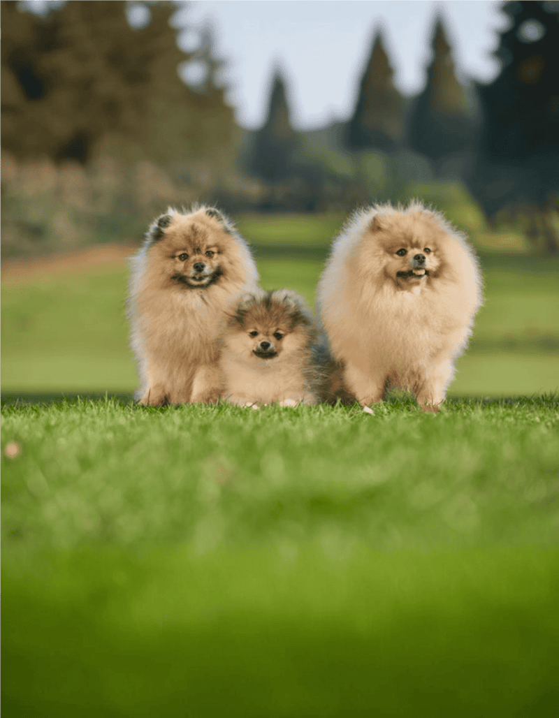 Small fluffy Pomeranian puppies on green grass, adorable and playful outdoor scene.