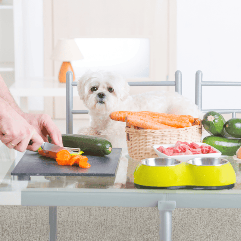 Dog preparing healthy meal with vegetables and meat, emphasizing dog nutrition and care.