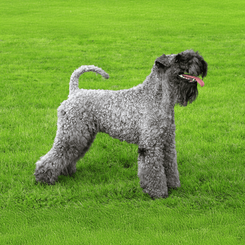 Dog standing on lush green grass, showing curly coat, happy expression with tongue out.