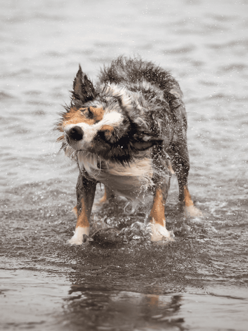 Australian Shepherd enjoying swimming in water, dog playing and splashing back and forth.