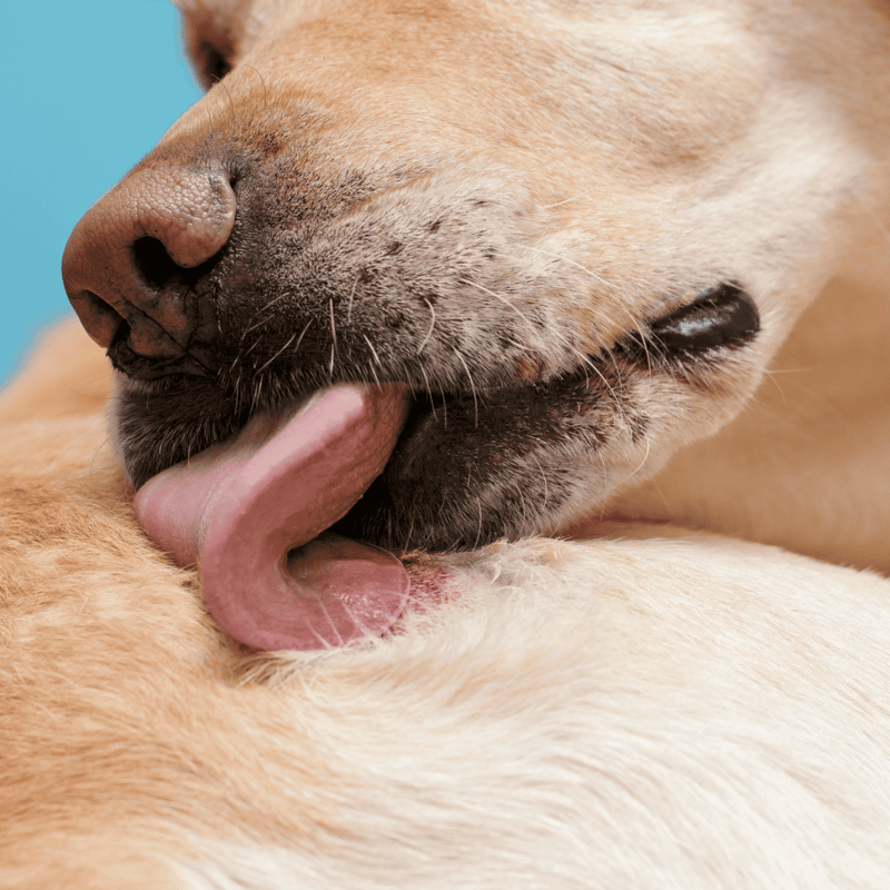 Close-up of a dog's face with tongue out, showing grooming details.