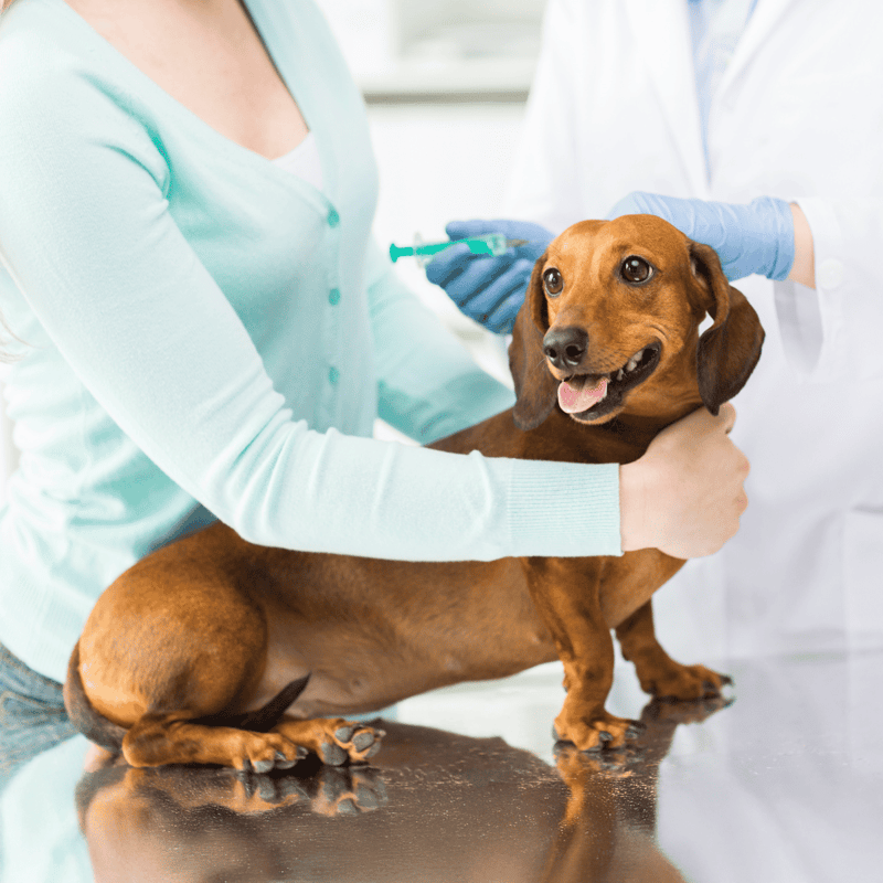 Dog vaccination in progress to ensure pet health and safety.