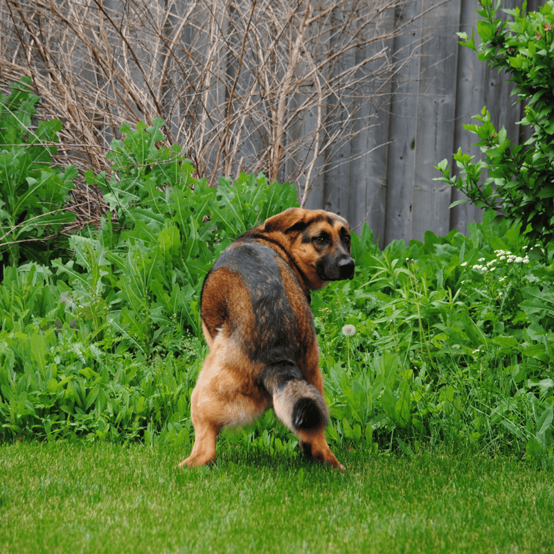 Adorable mixed breed puppy in lush green home garden setting, playful and curious.
