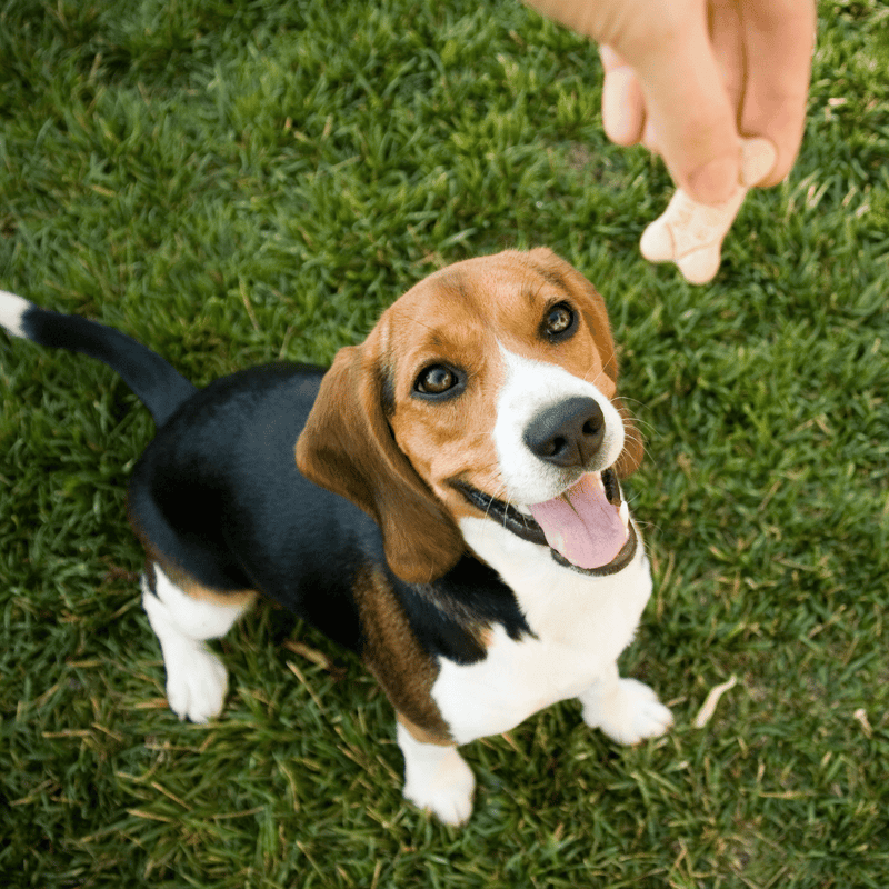 Cheerful beagle puppy receiving a treat during outdoor training session, smiling happily.