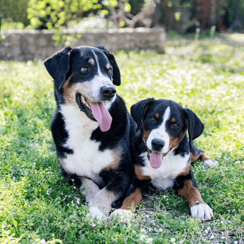 Adorable black and tan dogs playing on lush green grass outdoors.
