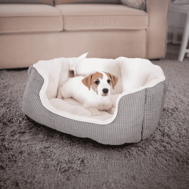 Dog lying in a plush, comfortable puppy bed at home.
